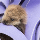Illustration for article titled This is Way Too Fluffy Not to Share